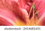 Small photo of Pink flower.Closeup of lily spring flowers. Beautiful flower in lily flower garden. Flowers, petals, stamens and pistils of large lilies on a flower bed.Spring flowers of lily.