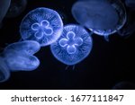 Moon jellyfish on dark background. Aurelia aurita - also called the common jellyfish underwater.