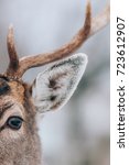 Deer In Winter Time.