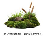 Green Moss With Reeds Isolated...