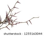 Acacia Tree Branch With Thorns...