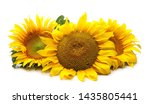 Sunflowers Isolated On White...