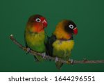 Lovebird on branch, green background, Agapornis fischeri (Fischer's Lovebird)