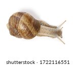 Snail Isolated On White...