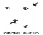 Close up flock of birds, Jackdaw isolated on white background, Corvus monedula
