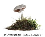 Wild Mushroom  Agaricus...