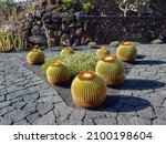 Cactus Garden On Lanzarote...