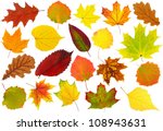 Multicolored leaves. Colorful autumn leaves collection isolated on white background