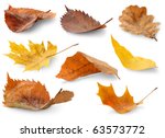 Isolated Leaves Collection....