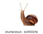 Funny Snail  Isolated On White...