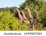 Group Of South African Giraffes ...