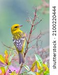 Small photo of small bird Flame-colored Tanager (Piranga bidentata), yellow female on a branch in San Gerardo de Dota, Wildlife and birdwatching in Costa Rica.