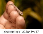 Small photo of Calumma fallax (juvenile), deceptive chameleon or short-nosed deceptive chameleon, endemic species of chameleon, baby walking on human finger. Ranomafana National Park, Madagascar wildlife animal