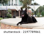 Small photo of Black German Shepherd Dog, working line shepherd. Portrait of a black dog in an urban setting in the city. Dog outdoors at a town center near shops. Purebred Headshot. Well behaved trained dog.