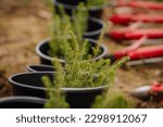 Young spruce seedlings are standing in a tray, ready to be planted in the forest up close, soft focus