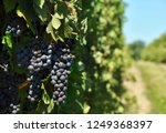 Purple concord grapes along a vineyard path