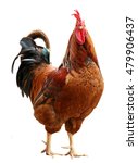 Colorful Rooster Isolated On...