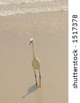 Egret On Beach