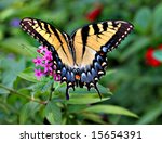 Eastern Swallowtail Butterfly