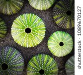 Green Sea Urchin Shells On Dark ...