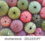 Variety Of Colorful Sea Urchins ...
