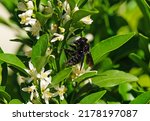 Violet Carpenter Bee Species...