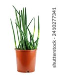 Small photo of Sansevieria cylindrica (Dracaena angolensis) or cylindrical snake plant, African spear or spear sansevieria isolated on a white background