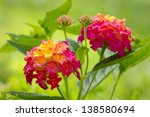 A Tri Colored Lantana Blossom...