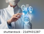 Female doctor touches virtual Bladder and Kidneys in hand. Blurred photo, handrawn human organ, highlighted blue as symbol of recovery. Healthcare hospital service concept stock photo