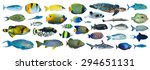Collection Of Tropical Fishes...
