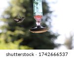 Bird Feeding In Santa Rosa...