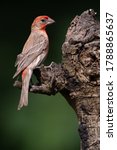 Male house finch perched on a tree stump