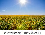 Fields of sunflowers growing in North Dakota
