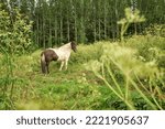 Small photo of Skewbald horse grazing near forest