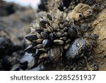 Cluster of mussels and barnacles in an ornate grouping