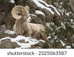 Bighorn Sheep Ram on Mountain Close Up