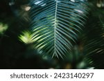Leaf of palm tree with spiky leaves and greenery