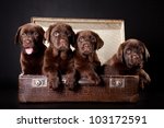 Four Cute Chocolate Puppies Of...