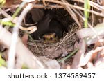 European Robin On A Nest