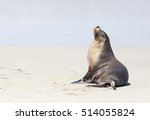 Australian Fur Seal On The Beach