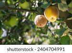 Small photo of Closeup worse evil ugly family party person condit opinion farming risk grow fungi ill mould hang farm catch bruise. Close up view worst eat fall threat growth leaf tree plant branch crop text space
