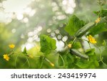 Cucumber Is Widely Cultivated...