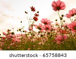 Cosmos Flowers In Sunset