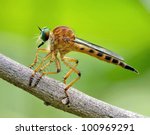 Asilidae  Robber Fly