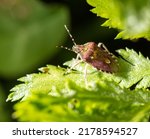 Bed bug on a green leaf in...