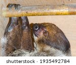 Small photo of Linnaeus s two-toed sloth or unau, its scientific name is Choloepus didactylus