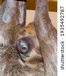 Small photo of Linnaeus s two-toed sloth or unau, its scientific name is Choloepus didactylus