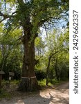 Small photo of The tree of Rozsa Sandor, the Hungarian outlaw in Asotthalom, Hungary