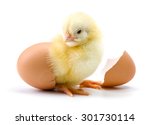 Yellow Chicken Hatching From...