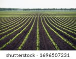 field of young corn. background ... | Shutterstock . vector #1696507231